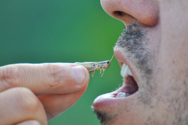 istock Men eating a grasshopper. Extreme survival in a nature. 825489458