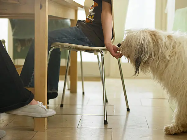 Photo of Boy sneaking dog food from the table