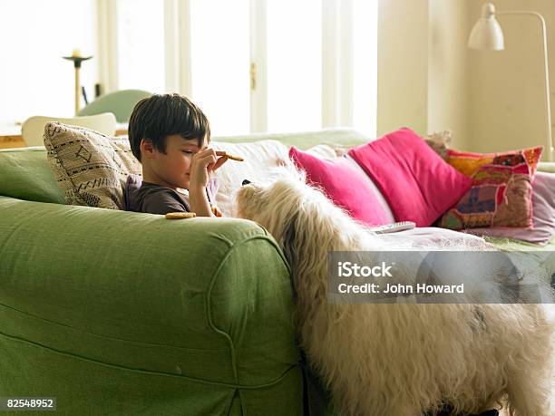Boy Feeding Biscuits To Dog Stock Photo - Download Image Now - Snack, Sofa, Dog