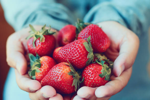 holding fresh strawberry holding fresh strawberry in hands vintage tone berry photos stock pictures, royalty-free photos & images