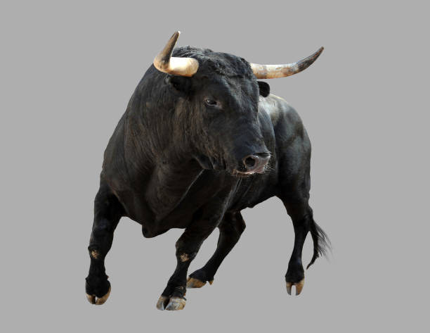 banteng hitam dengan latar belakang abu-abu. - sapi bali sapi potret stok, foto, & gambar bebas royalti
