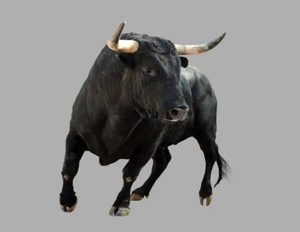 Black bull on isolated gray background.