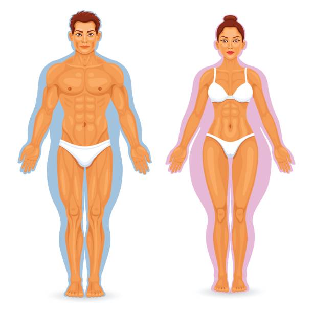 Before and after weight loss Man an woman before and after losing weight before and after weight loss man stock illustrations