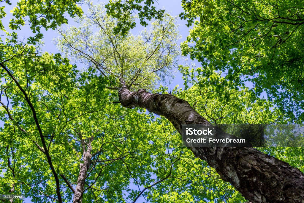 Up view of a deciduous tree Up view of a deciduous tree on springtime Backgrounds Stock Photo