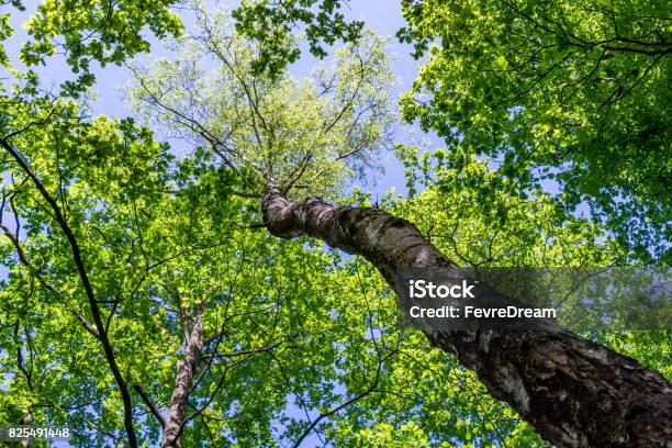 Up View Of A Deciduous Tree Stock Photo - Download Image Now - Backgrounds, Beauty, Crowded