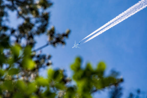 Flying plane seen through the leaves in a forest on a beautiful day