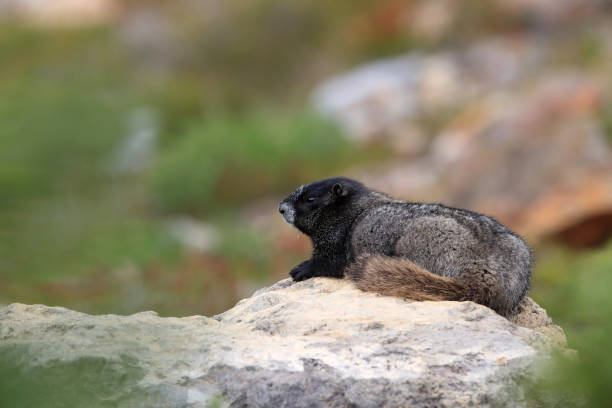 istock Hoary Marmot at Mount Rainier National Park Washington 825494464
