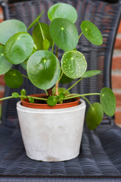 istock Pilea peperomioides, money plant. 825498582