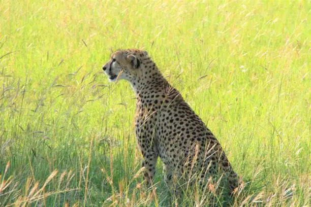 Photo of cheetah