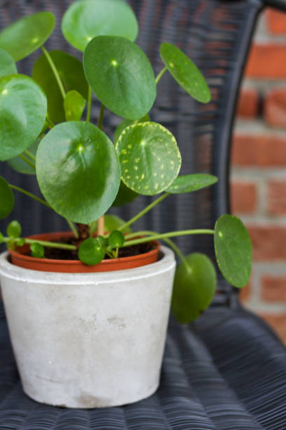 istock Pilea peperomioides, money plant. 825498770