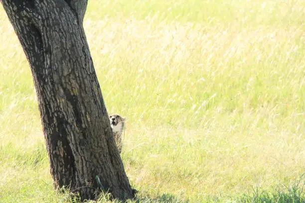 Photo of cheetah