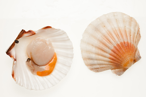 a scallop and his shell on white background