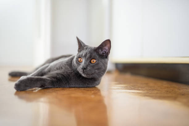 istock Beautiful Chartreux Cat Looking away 825505608