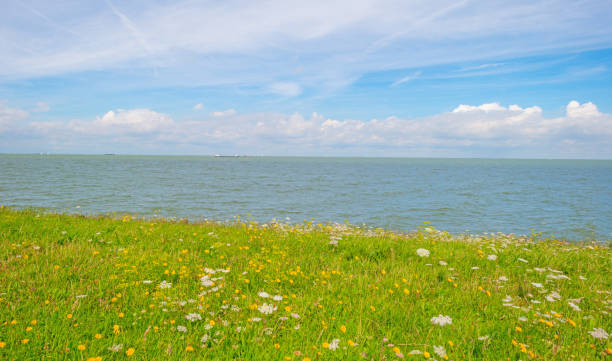 istock Flowers growing on a dike along a lake in summer 825513788