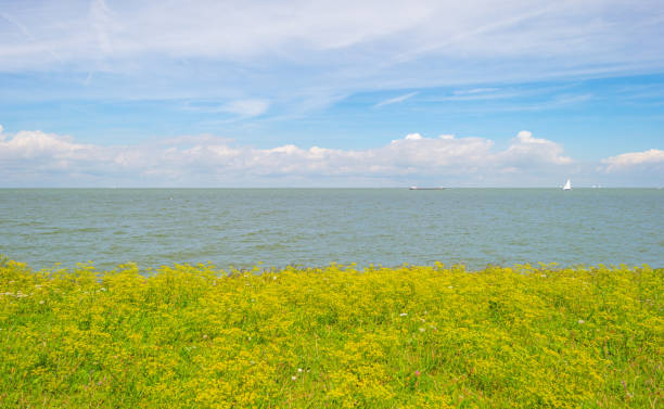 istock Flowers growing on a dike along a lake in summer 825514060