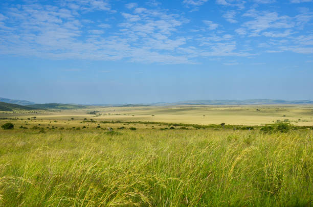 African savanna grassland landscape, Masai Mara national park, Kenya, Africa African savanna grassland landscape, Masai Mara national park, Kenya, Africa country road sky field cloudscape stock pictures, royalty-free photos & images