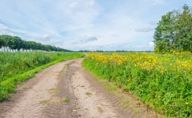 istock Wild flowers in a field in sunlight in summer 825515498