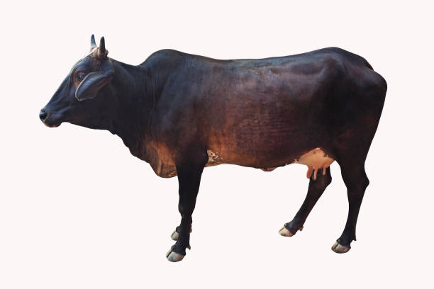 istock isolated traditional Indian cow with clipping paths 825515792