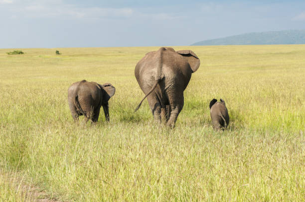 famille d’éléphants d’afrique avec veau bébé dans la savane, le parc national de masai mara, kenya - safari animals elephant rear end animal nose photos et images de collection