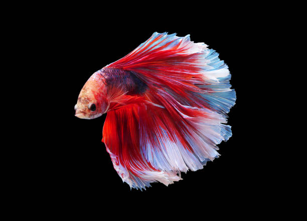 istock Betta fish, moving moment of siamese fighting fish on black isolated background, betta splendens. 825521756