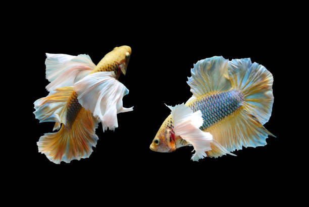 istock Betta fish, moving moment of siamese fighting fish on black isolated background, betta splendens. 825521758