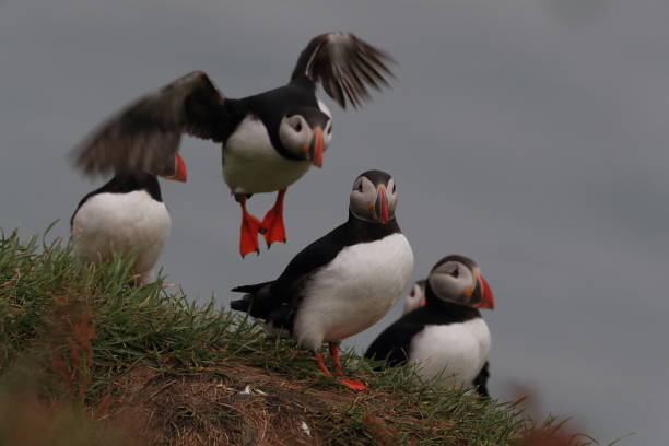 istock Plyin with fish Iceland 825522930