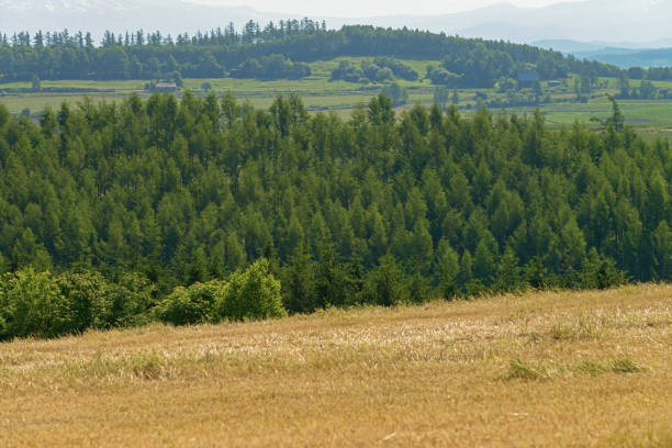 Landscape of the hill forest in Biei