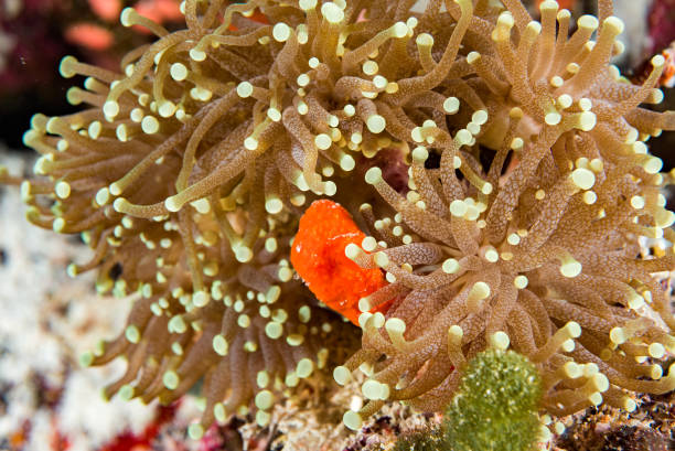 istock hard coral close up detail macro 825525794