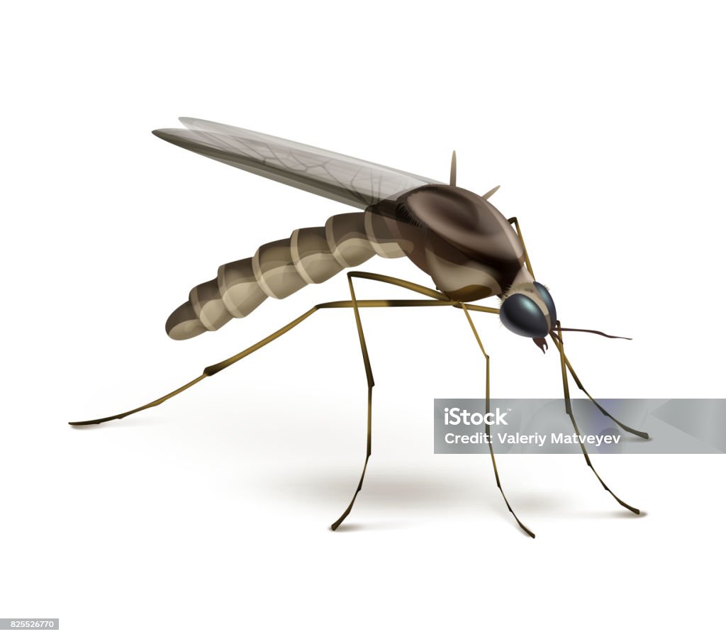Muỗi Trên Nền Trắng Hình minh họa Sẵn có - Tải xuống Hình ảnh Ngay ...