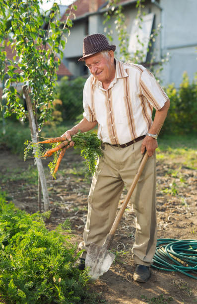 istock Senior man holding carrot in vegetable garden 825526982