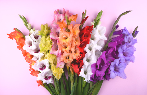Beautiful gladiolus flowers on trendy pink background. Flat lay style with place for your text.