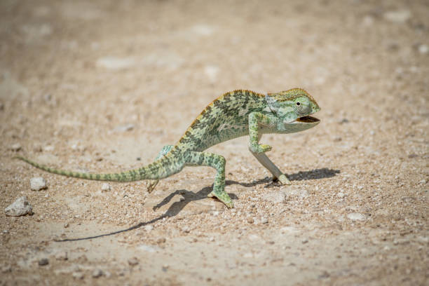 istock Flap-necked chameleon walking in the gravel. 825528092
