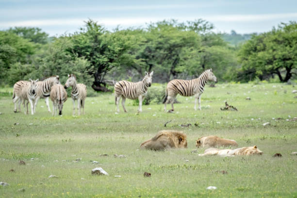 istock Pride of Lions sleeping in front of Zebras. 825528110