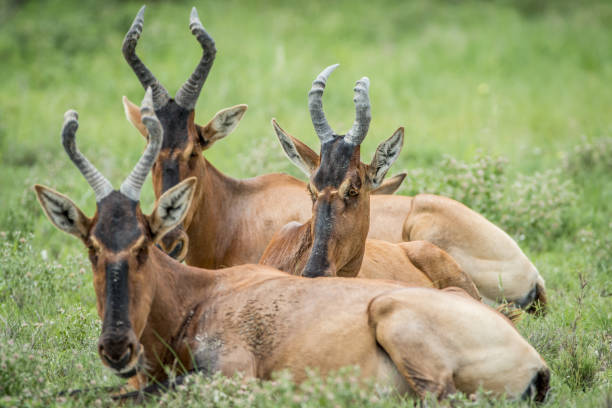 istock Group of Red hartebeest laying down in the grass. 825528132