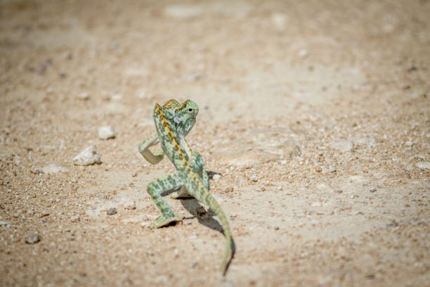 istock Flap-necked chameleon walking in the gravel. 825528176