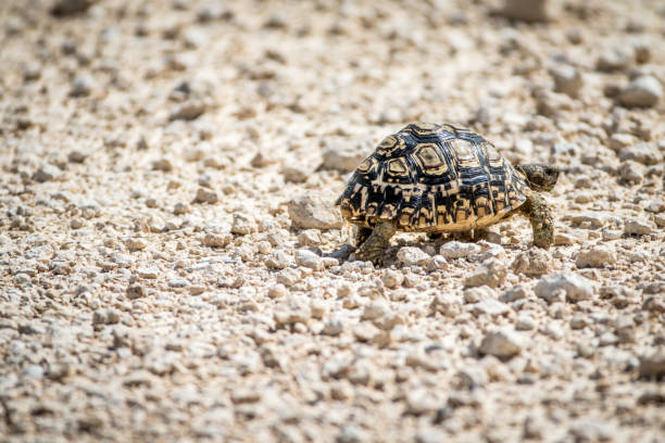 istock Leopard tortoise walking in the gravel. 825530320