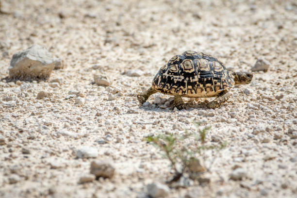 istock Leopard tortoise walking in the gravel. 825530566