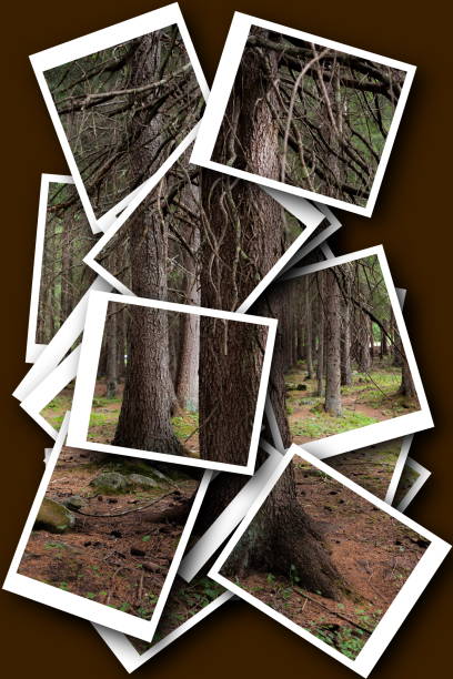 istock photocollage in the forest 825530686