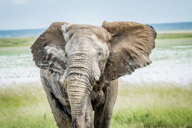 istock Big Elephant bull walking towards the camera. 825530712