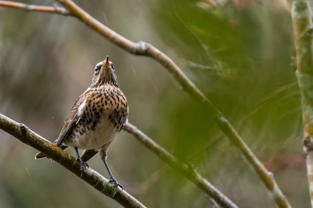 istock Fieldfare bird, Turdus pilaris, eating berries 825530792