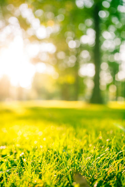 Idyllic green park at sunset stock photo