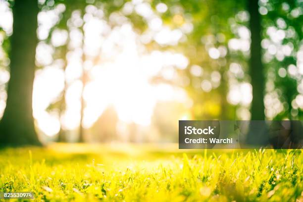 Idyllic Green Park At Sunset Stock Photo - Download Image Now - Sunny, Grass, Day