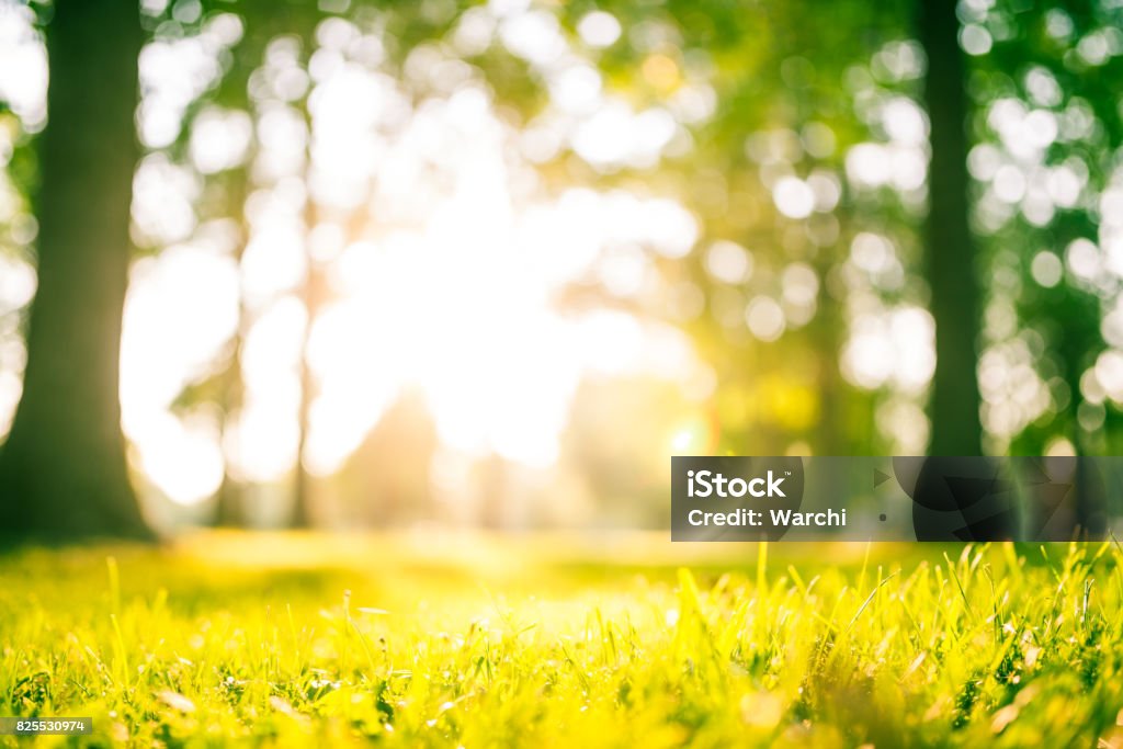 Idílico parque verde ao pôr do sol - Foto de stock de Ensolarado royalty-free