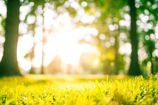 idyllic green park at sunset - sunlight summer grass landscaped imagens e fotografias de stock