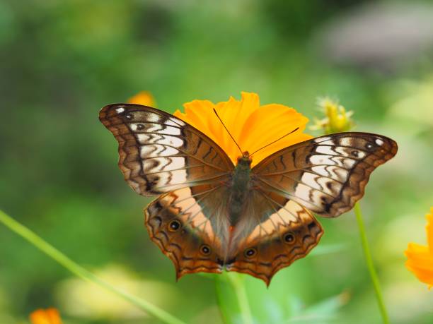 istock Butterfly and flowers in nature 825534494