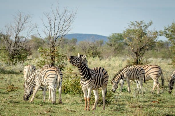 istock Herd of Zebras standing in the grass. 825534898