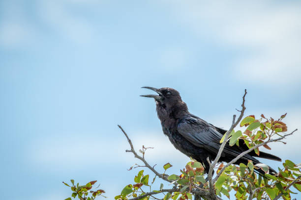 istock Cape crow sitting on a branch in Etosha. 825534914