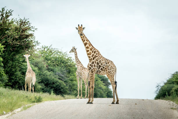 istock Group of Giraffes standing on the road. 825537088