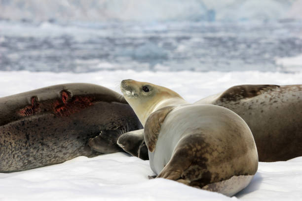 istock Crabeater seals on ice floe, Antarctic Peninsula 825538640