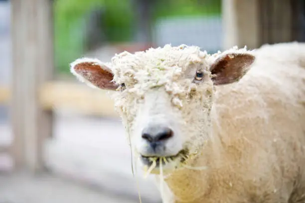 Photo of Sheep Chewing Hay